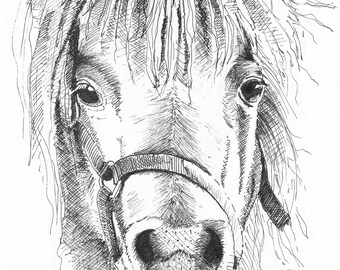 Shetland pony wall art in pen and ink downloadable