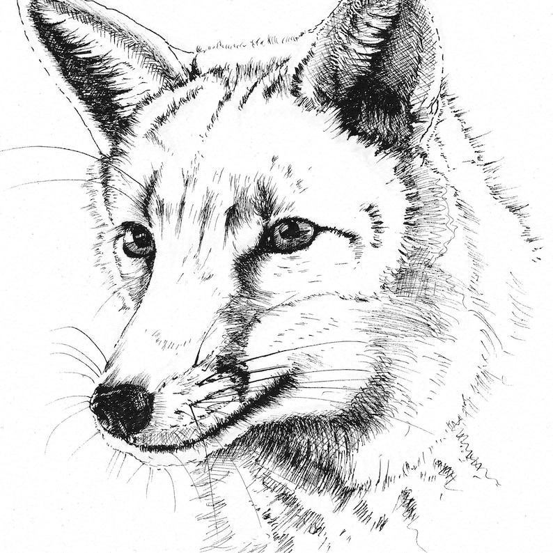 Fox print in pen and ink fox art print fox animal art fox Etsy