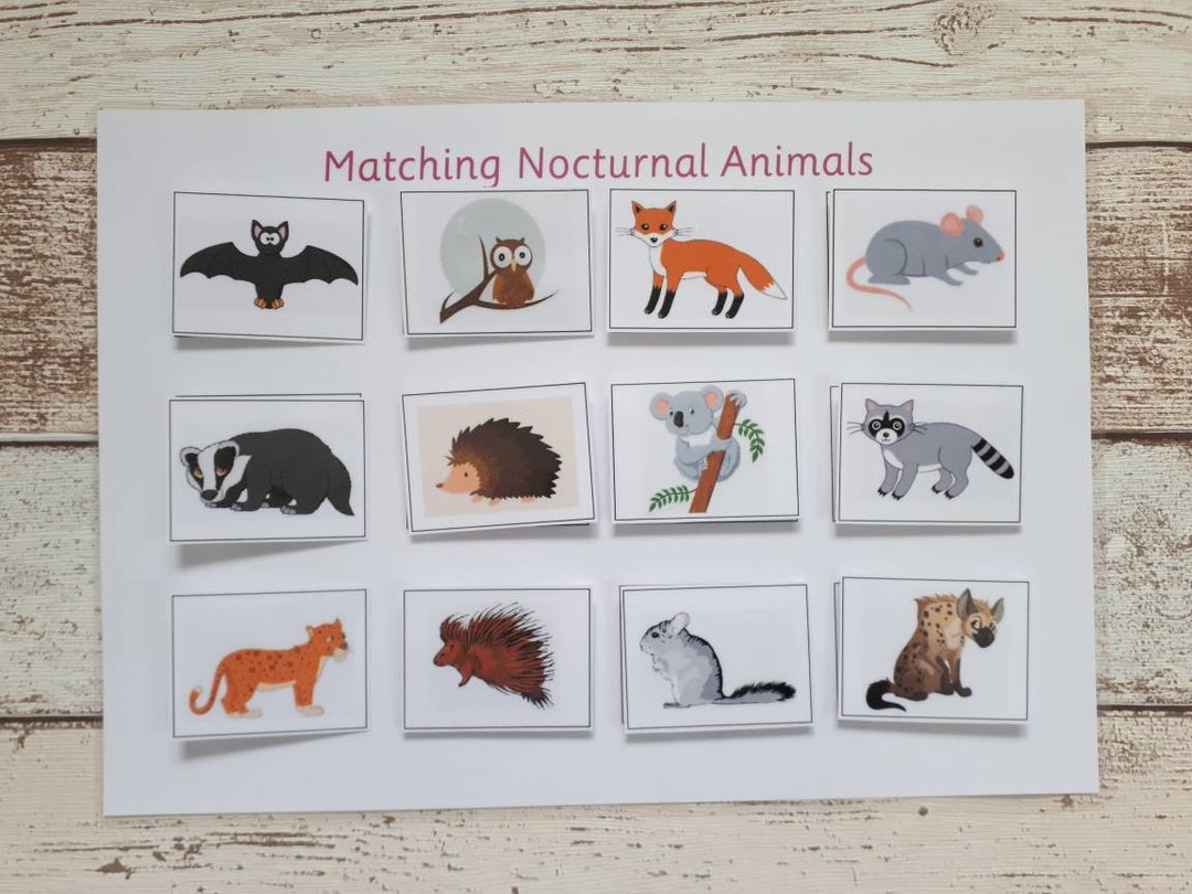 Animal Matching Activity Nocturnal Animals Educational - Etsy Australia