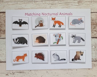 Animal Matching Activity Nocturnal Animals Educational - Etsy Australia Animal Matching Activity Nocturnal Animals Educational - Etsy Australia