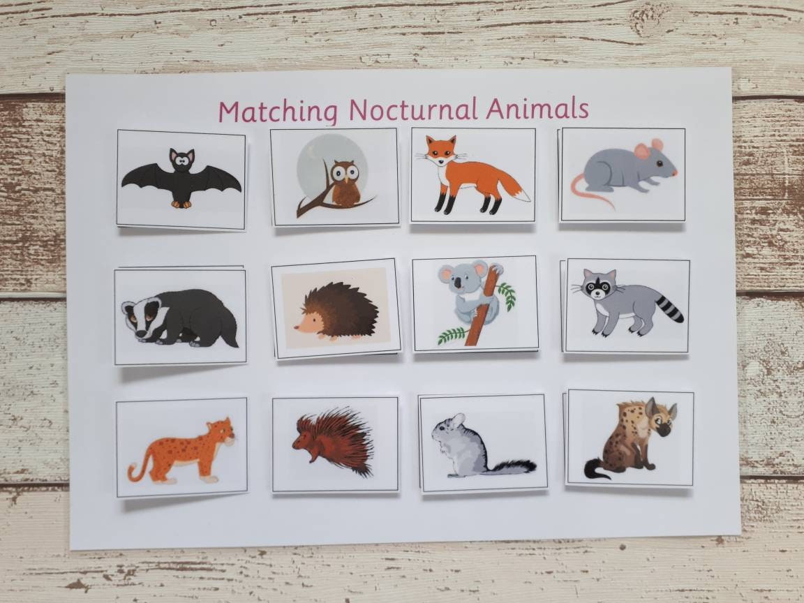 Animal Matching Activity Nocturnal Animals Educational - Etsy Australia Animal Matching Activity Nocturnal Animals Educational - Etsy Australia
