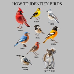 Bird Shirt How to Identify Birds Graphic Tee Bird Tee Birdwatcher ...