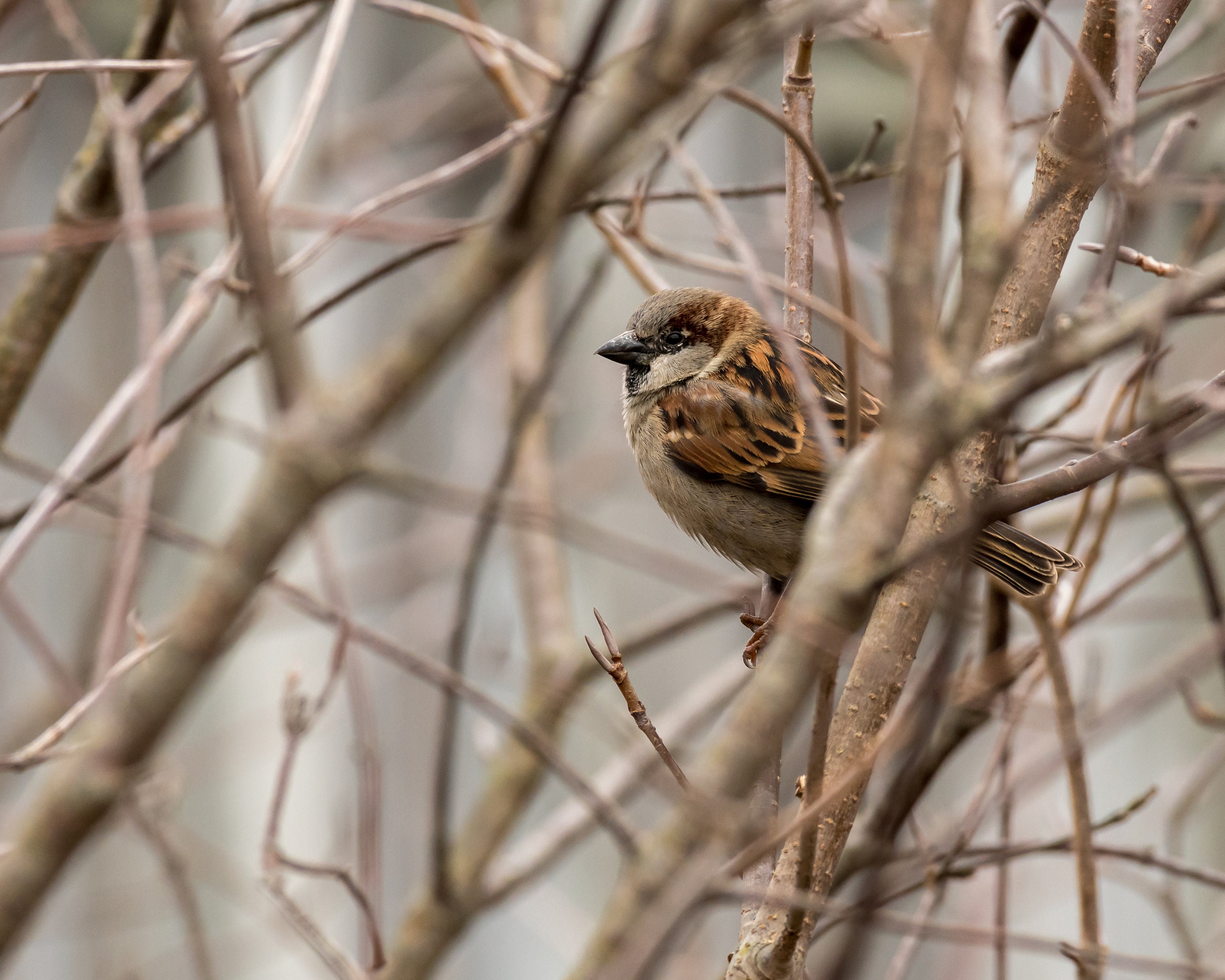 Male House Sparrow Photo Print Wildlife Photography Bird Etsy
