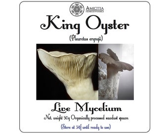 King Oyster | Mushroom grow kit with Amicitia Support | Mycelium | DIY Kit | Permaculture | Mushroom spawn | Mushroom kit | Mushroom patch