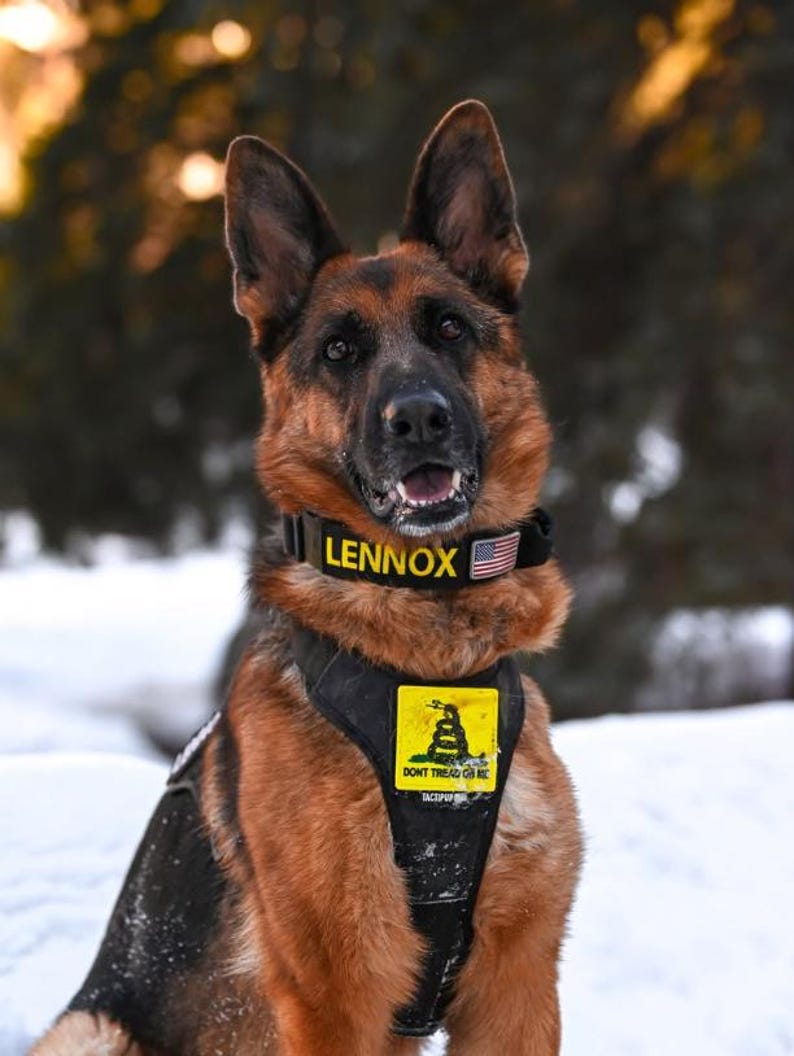 May include: A German Shepherd dog with brown and black fur, wearing a black harness with a yellow "Don't Tread on Me" patch and a collar that says "LENNOX". The dog is outdoors in a snowy environment.