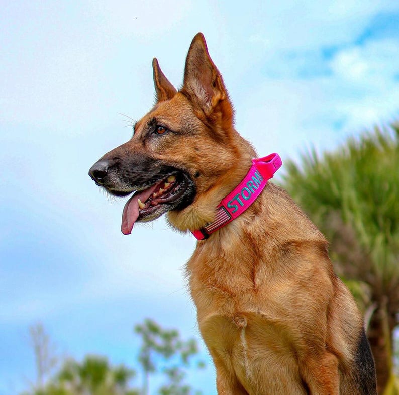May include: A German Shepherd dog wearing a vibrant pink collar with the name "STORM" in light blue. The dog has brown and black fur, set against a blue sky background.