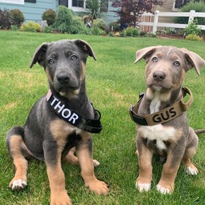 May include: Two young dogs with blue-grey fur and tan markings sit on green grass. Each dog wears a collar with a name: "THOR" and "GUS" in white lettering. The dogs have light blue eyes and are outdoors.