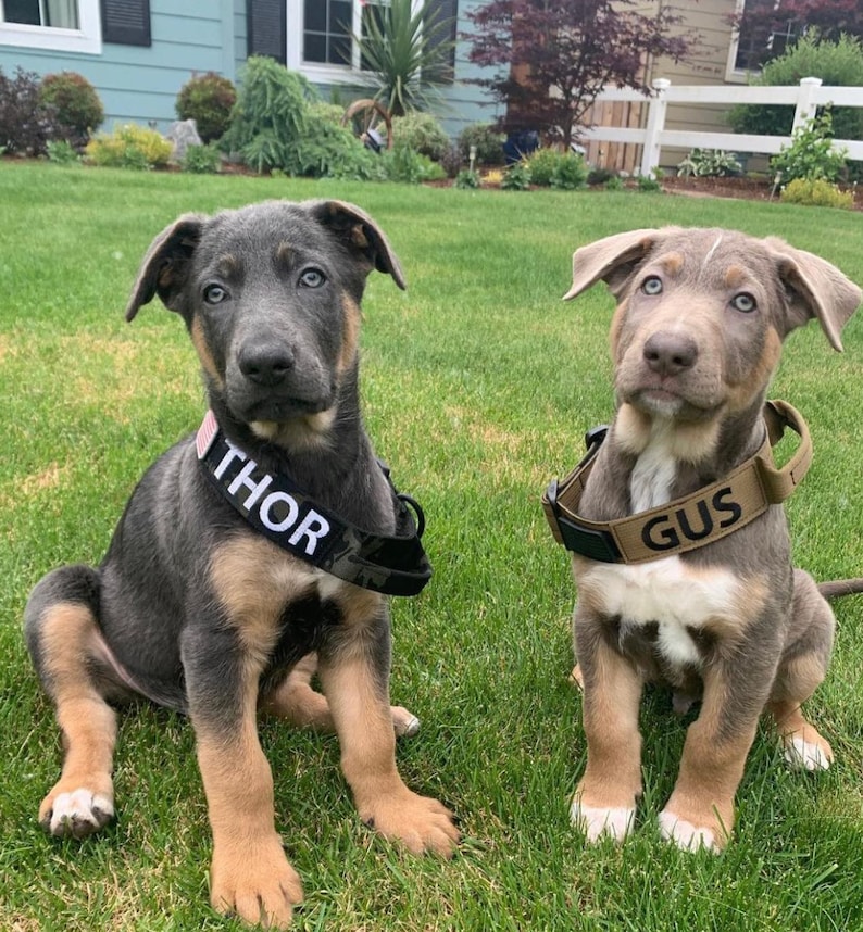 May include: Two young dogs with blue-grey fur and tan markings sit on green grass. Each dog wears a collar with a name: "THOR" and "GUS" in white lettering. The dogs have light blue eyes and are outdoors.