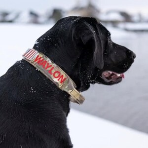 May include: A black Labrador wearing a camouflage dog collar with the name "WAYLON" in red lettering. The collar has a small American flag design. The dog is outside in a snowy environment.