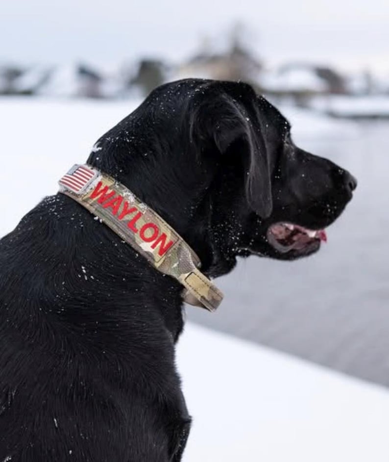May include: A black Labrador wearing a camouflage dog collar with the name "WAYLON" in red lettering. The collar has a small American flag design. The dog is outside in a snowy environment.