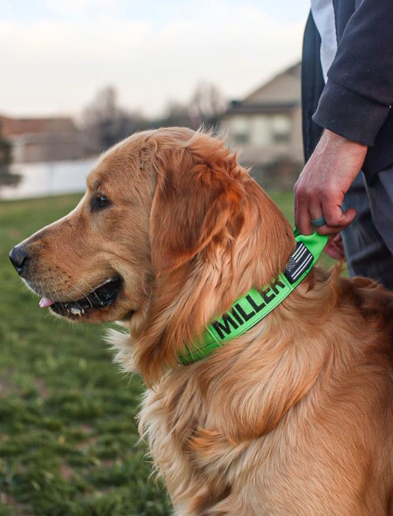 May include: A golden retriever with a bright green collar displaying the name "MILLER" in black text. The collar also has a small American flag design. The dog is outside, with a person holding the leash.