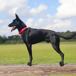 May include: A black dog wearing a red collar with the text "LOVE BUG" stands on a wooden fence. The dog is in a field with green grass and a blue sky with white clouds.
