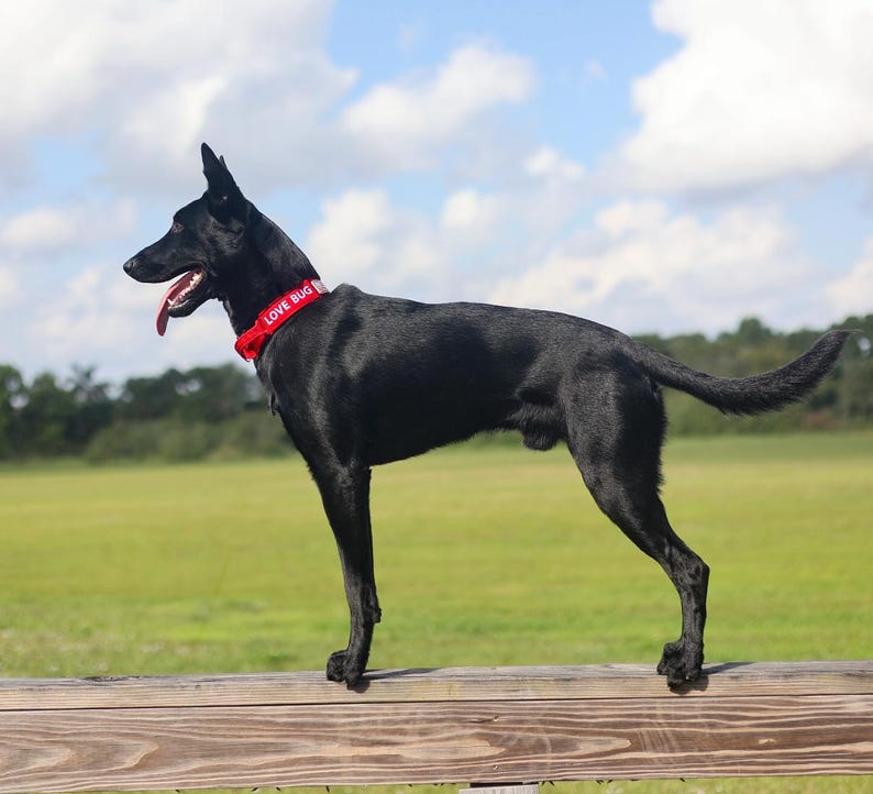 May include: A black dog wearing a red collar with the text "LOVE BUG" stands on a wooden fence. The dog is in a field with green grass and a blue sky with white clouds.