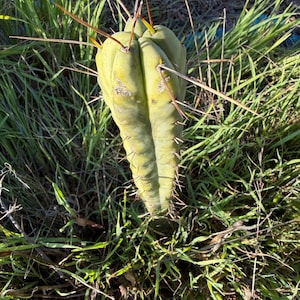 May include: A light green cactus with long, sharp spines. The cactus is surrounded by green grass and appears to be growing outdoors. The cactus has a ribbed texture and a unique shape, showcasing natural desert plant life.