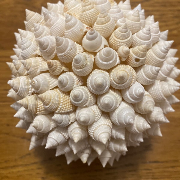 Oyster Shell Ball Etsy