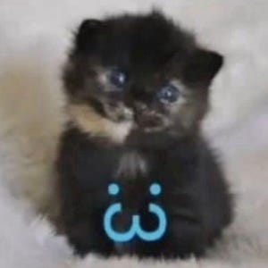 May include: A small, fluffy black kitten with blue eyes and a tan and white patch on its face. The kitten has a blue text graphic of a face with the characters ":3" on its chest. The kitten is sitting on a white surface.