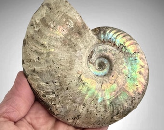Natural Iridescent and Half Polished 4.7" Ammonite Fossil: Madagascar, Display Stand Included
