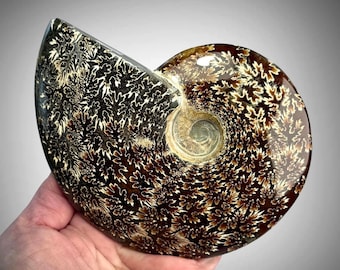 Ammonite Cephalopod Medium Fossil Collector Polished Specimen, Madagascar: Display Stand Included
