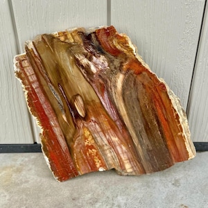 Petrified Wood 16 Pound Home Decor Polished Slab / Live Edge Slice: Madagascar
