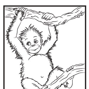 20 Zoo Animal Themed Coloring Pages - Digital Download