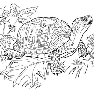 10 Turtle Themed Coloring Pages - Digital Download