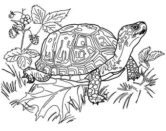 turtle coloring page etsy