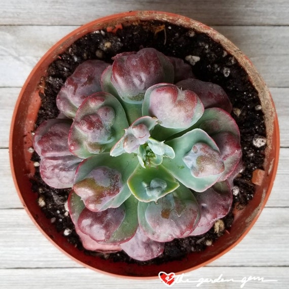 6 Echeveria Hearts Delight Variegated Heartshaped Etsy