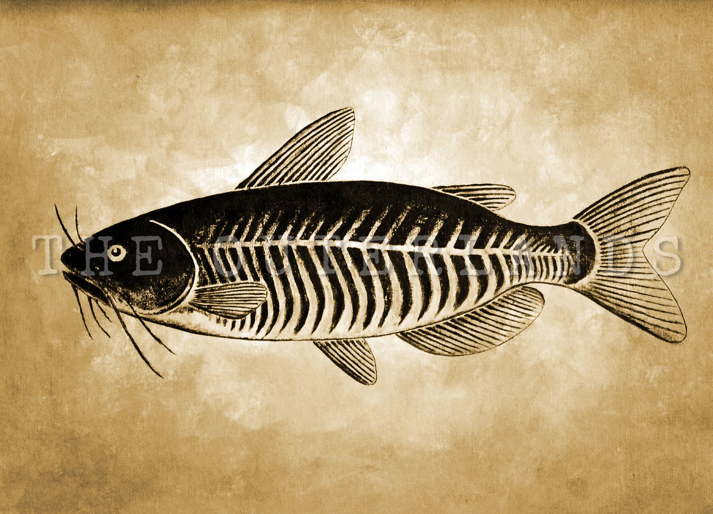 Catfish Catfish Print Catfish Painting Wall Art Wall Etsy