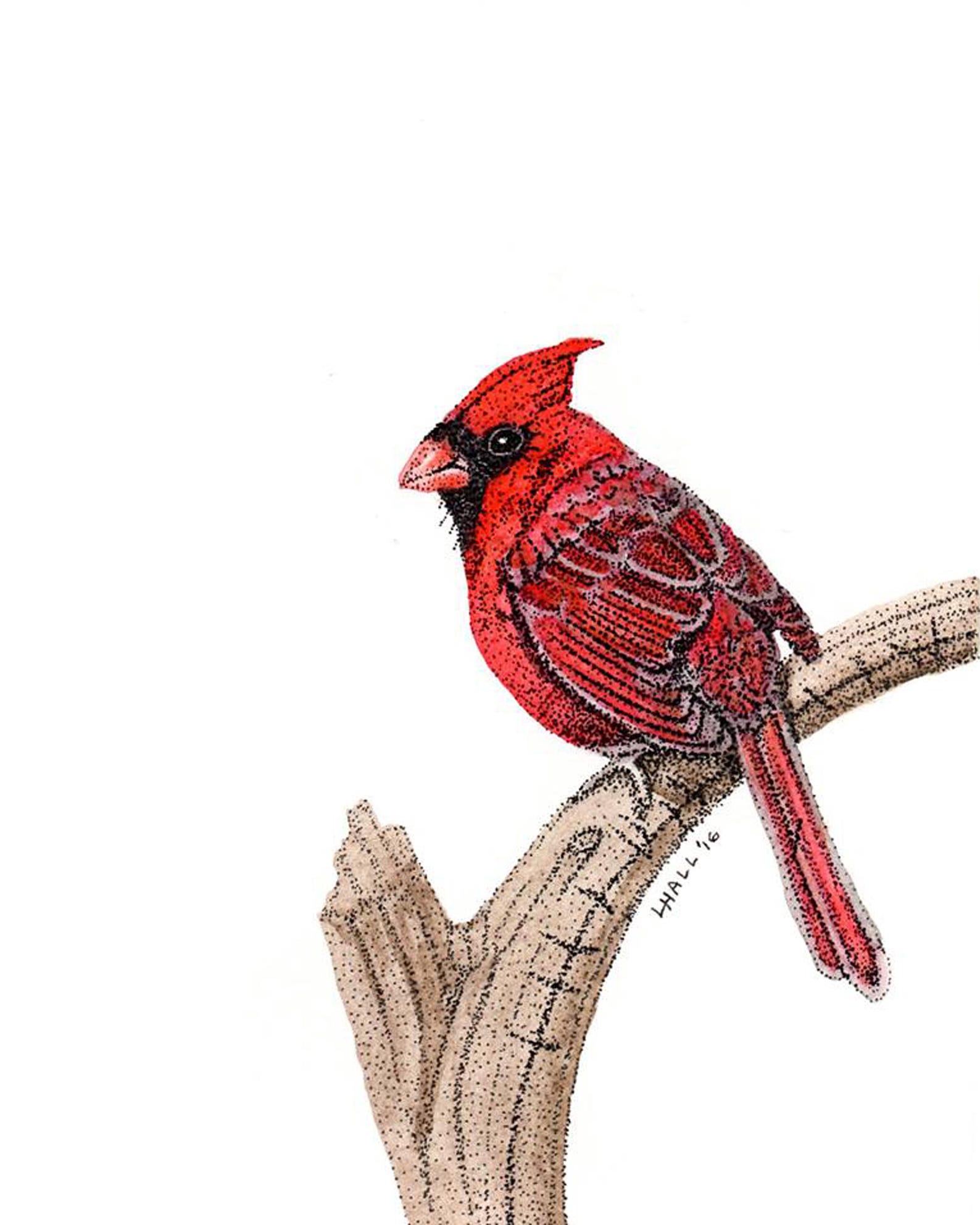 Cardinal - Watercolor and Ink Painting - Poster Print - Etsy