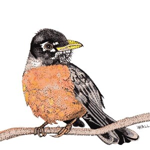 Red Chested Robin - Watercolor - Print or Sticker