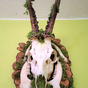 Deer antlers / trophy / hunting trophy  / stylish deer skull with antlers / elaborate wall decoration / 4 - ender / unique!