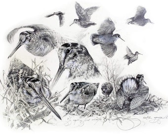 Woodcock Art Print: Signed Bird Hunting Drawing (Digital Print)