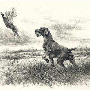 Pheasant Hunting Art Print: German Wirehaired Pointer, Signed Giclee
