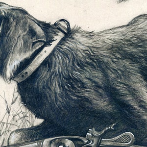 May include: A black and white drawing of a hunting dog with a collar, standing in tall grass with a shotgun in the foreground.