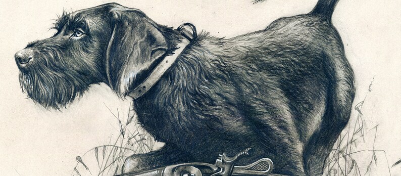 May include: A black and white drawing of a hunting dog with a collar, standing in tall grass with a shotgun in the foreground.