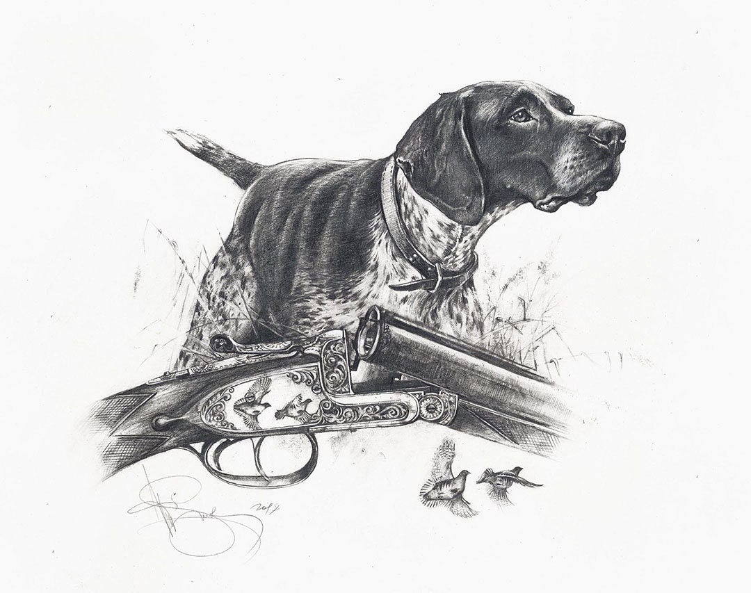 German pointer hunting 2025