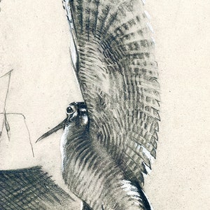 May include: A black and white pencil drawing of a bird with its wings spread out. The bird is perched on a branch and is looking to the right. The drawing is on a light brown paper.