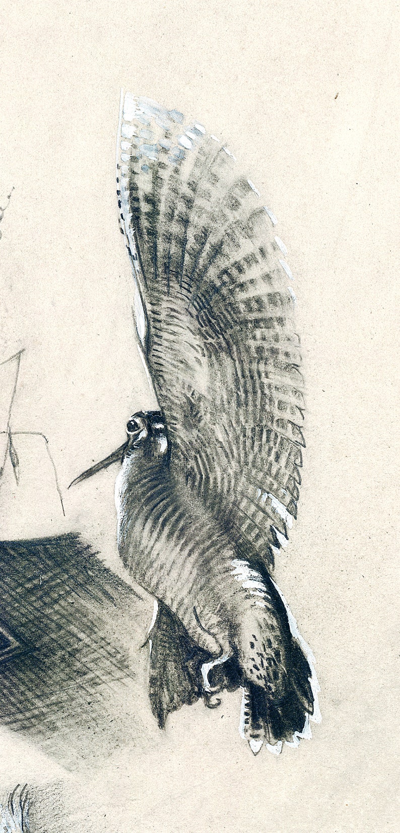 May include: A black and white pencil drawing of a bird with its wings spread out. The bird is perched on a branch and is looking to the right. The drawing is on a light brown paper.