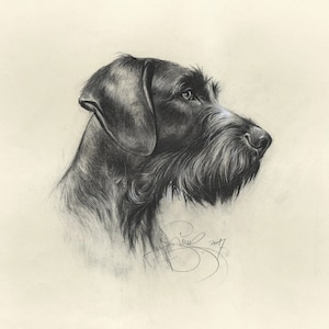 German Wirehaired Pointer Portrait: Fine Art Dog Print
