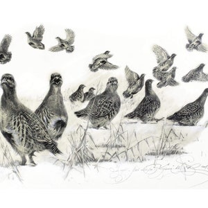 Partridge Print: Signed Wildlife Bird Drawing, Hunter Gift