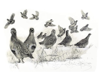 Partridge Print: Signed Wildlife Bird Drawing, Hunter Gift