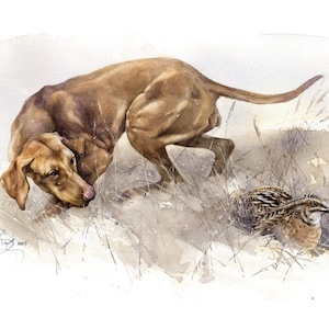 Vizsla Quail Hunting Giclee Print: Signed Dog Art