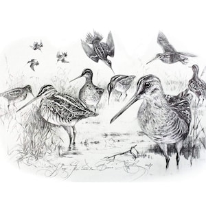 Stampa firmata Snipe, disegno di uccello, arte di animali selvatici, arte di uccelli selvatici, regalo di caccia, fauna selvatica, arte di caccia, regalo di stampa artistica di uccelli, arte di uccelli