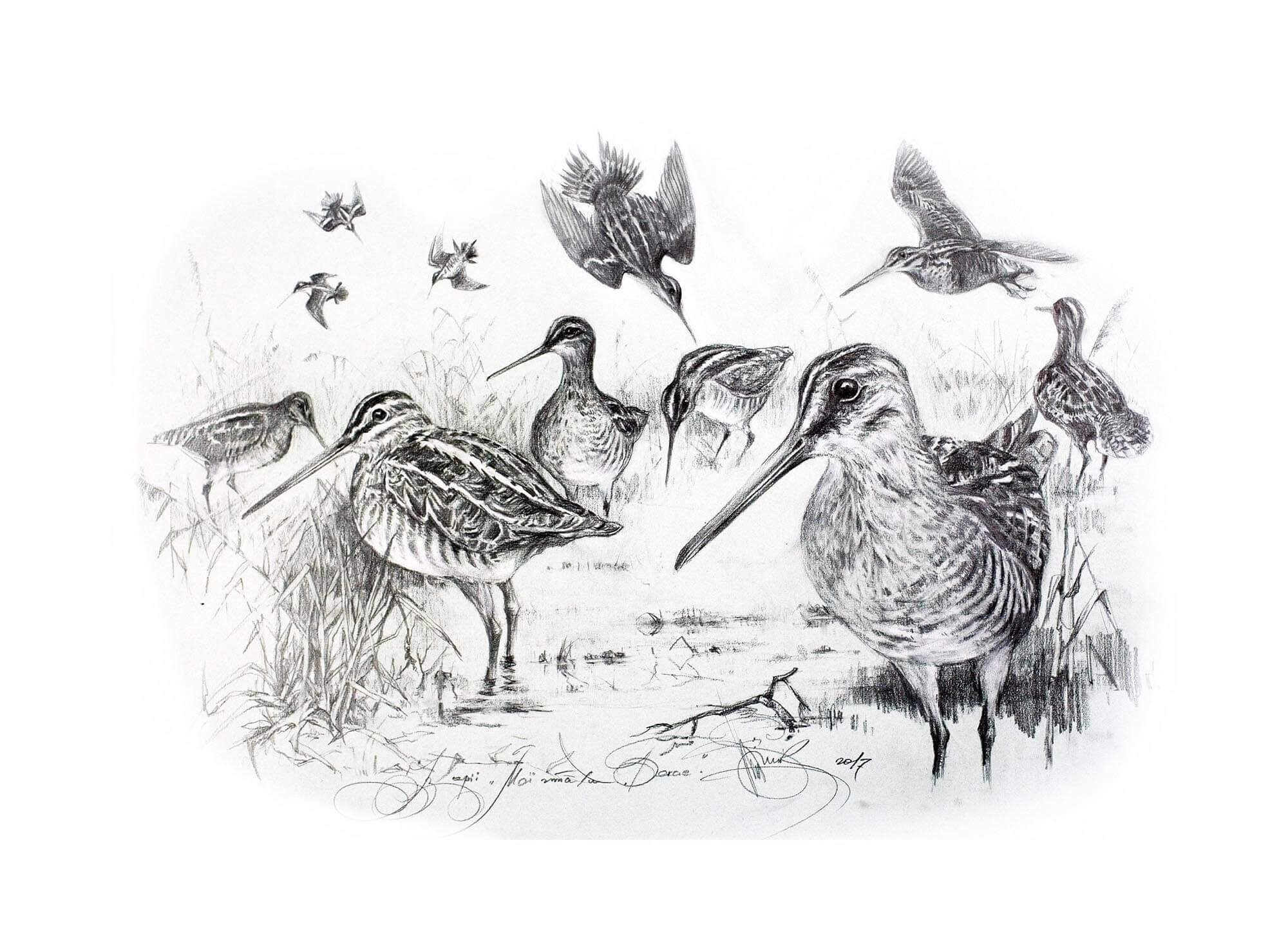 Snipe Signed Print Bird Drawing Wildlife Animal Art Wild - Etsy Ireland Snipe Signed Print Bird Drawing Wildlife Animal Art Wild - Etsy Ireland