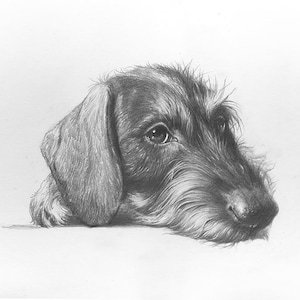 Bassotto a pelo duro. Ritratto" Stampa bassotto, Arte bassotto, Regalo bassotto, Regali bassotto, Stampa artistica bassotto, Stampa cane, Arte cane