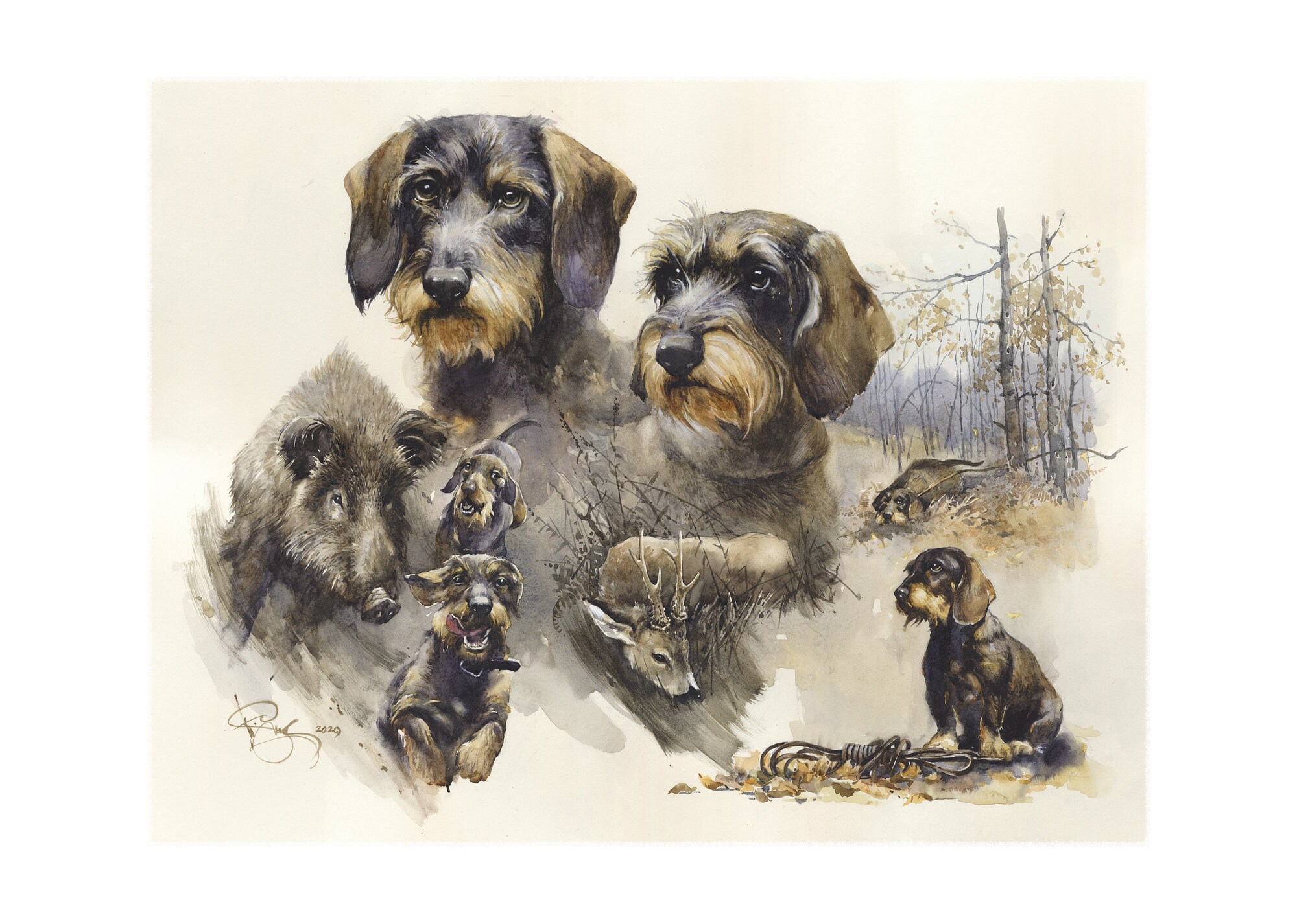 german wirehaired dachshund