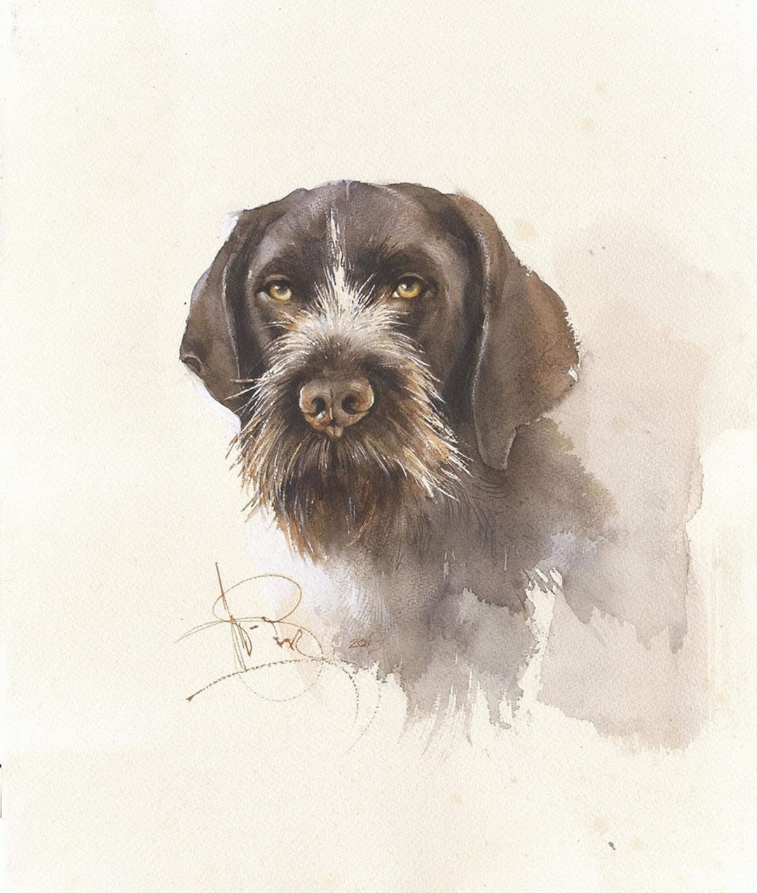 German Wirehaired Pointer Watercolor Portrait: Dog Art Print