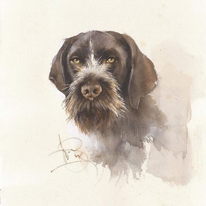 Op de afbeelding: Waterverfschilderij van een hondenhoofd, met een bruine en witte Draadhaar Griffon. De hond heeft een lange, bruine snuit, een witte baard en expressieve gele ogen. Het kunstwerk is linksonder gesigneerd.