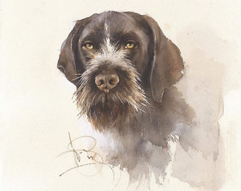 Wildhaar Aquarell Portrait: Hund Kunstdruck (36 x 50 cm)