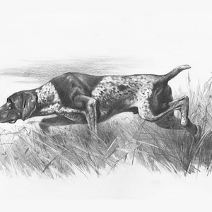 German Shorthaired Pointer Art Print: GSP Dog Portrait